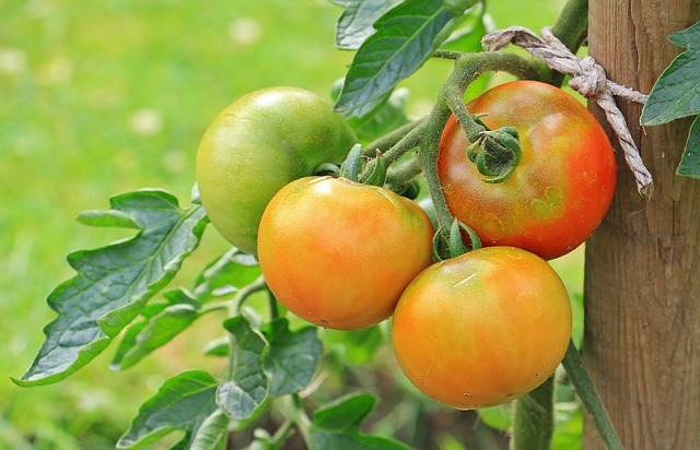 การจัดสวนแบบ The Edible Garden สวนกินได้